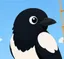 Magpie Logo